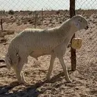 مشروع فحل نادر صنف الصنف