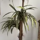 السليمانية