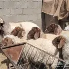 15 راس نعيم مضاريع ودفيع بفحلها