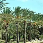 مطلوب مزرعه فيها نخل إيجار