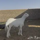 مشروع فحل حري صنف