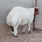 ذبايح فواخر
