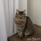 قطه للبيع