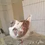 ذكر كنق و  ذكر عراقي 