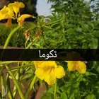 العرض  الأقوى للشتلات الزراعية ب1.5 للشتله 