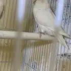 انثي روز اللبينو (تم البيع)