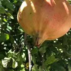 شتلات رمان وعنب