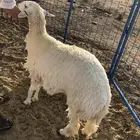 طليان ..رخال ذبايح ..