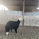 رخل نجديه معها خروف