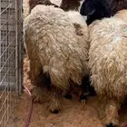 ذبايح عيون الجواء