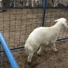 غنم حري ذبايح خرفان اضاحي اضحية