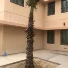 نخل واشنطن 