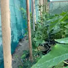شتلة شاي ازرق للبيع