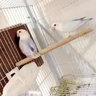 فروخ روز باليد فواتح