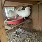 جوز لاحم منتج