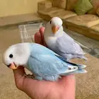 فروخ روز اليفه