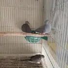 للبيع يمام ماسي