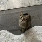 قط للتبني