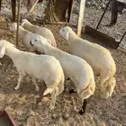 طليان وتيوس مع الطبخ او السلخ والتوصيل حنيذ بالمرخ ومندي
