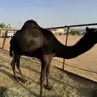 ناقه للبيع