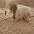 رخال تمايم