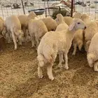 ذبائح حري للبيع طليان رخال جدة طريق بريمان بجوار المخيمات