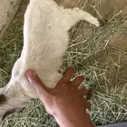 تيس