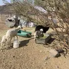 للبيع شواهات