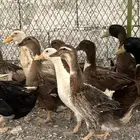 بط بكيني بلدي