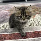 عنديلكم بسسه