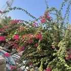 مشاتل التكامل الخضراء 0533361329