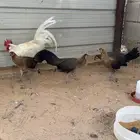 طقم دجاج فوينكس