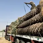 جثايث نخيل طالع من القصيم على جده