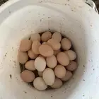 بيض دجاج فرنسي احمر بيور
