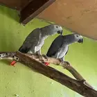 للبيع زوج ببغاء كاسكو افريقي كونقو جاهزين للانتاج
