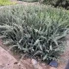 شتلات برية للكميات