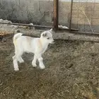 تيس قزمي