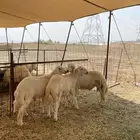 ذبايح حري ذبائح مناسبات ثلاجات يوجد توصيل