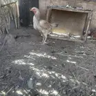 دجاج هندي تب