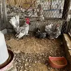 دجاج جبانيز مسحب