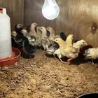 صوص بلدي لوان ماكنتوش و بوران