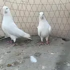 حمام قلاب قطايف