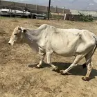 بقر