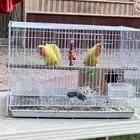 تم البيع جوز روز منتج على شرط لاتينو بسعر مناسب