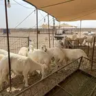 ذبايح حري ذبائح مناسبات يوجد توصيل