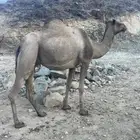 بيشه الصناعيه
