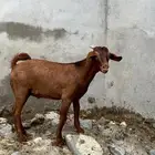 كلهاري تم البيع