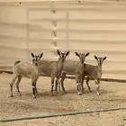 بنات ولد وعل صنف -المزاحمية-