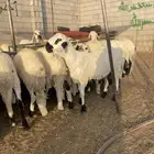 للبيع طليان سواكني شبيه الحري أعياد مناسبة