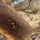 عسل طلح حائل
